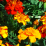 Tagetes erecta.png